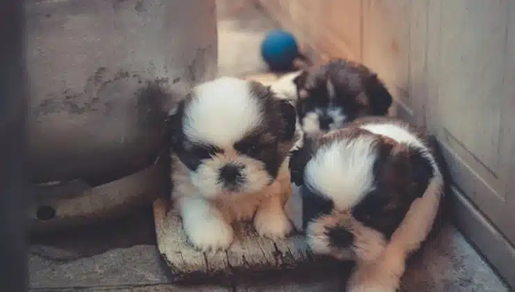 5 Tips for First-Time Pet Owners Who Want to Do It Right 