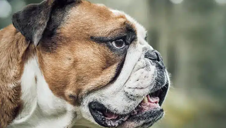 How to Choose the Right Dog Groomer for Your Pet