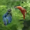 Female Betta Fish