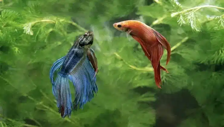 Female Betta Fish