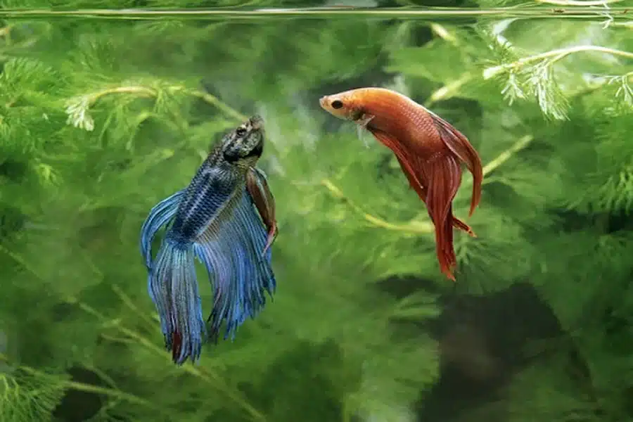 Successfully Housing Two Female Betta Fish Together
